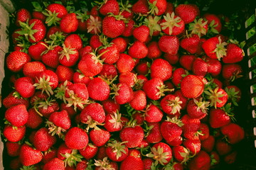 Harvesting fresh strawberries in June. Sweet red strawberry. Strawberry Farm Box with ripe berry. Manual labor in the garden. A bunch of strawberries in hand.