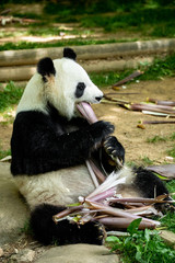 Panda bear eating bamboo. Wildlife.  