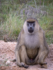 Male Baboon in Amboseli National Park, Kenya