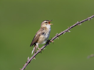 Sedge warbler, Acrocephalus schoenobaenus