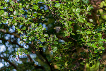 Blue tit in a tree