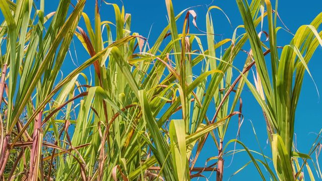 Sugarcane field, India, southeast, Asia.