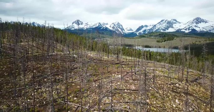 Forest Wildfire Burned Trees Idaho Aerial 