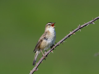 Sedge warbler, Acrocephalus schoenobaenus
