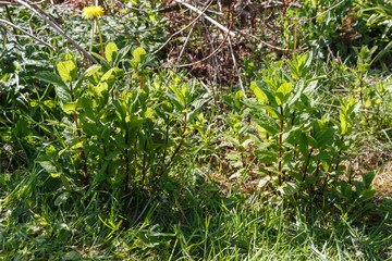 Mint plant in a vegetable garden during spring