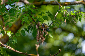 Blue tit in a tree