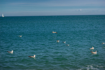 Fototapeta na wymiar seagulls at sea