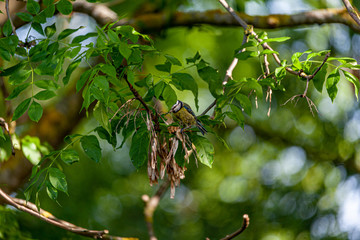 Blue tit in a tree