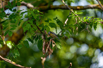 Blue tit in a tree