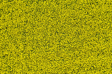 Aerial top down view on yellow field of blooming rapeseed with good for textures