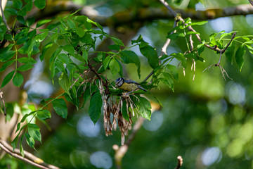 Blue tit in a tree