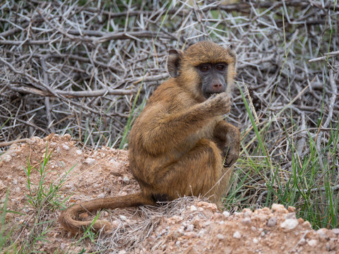 Baby Baboon foraging in Amboseli National Park, Kenya