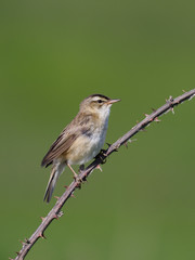 Sedge warbler, Acrocephalus schoenobaenus