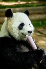 Obraz premium Panda bear eating bamboo. Wildlife. 