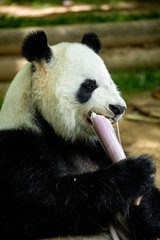 Fototapeta premium Panda bear eating bamboo. Wildlife. 