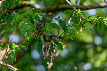 Fototapeta premium Blue tit in a tree