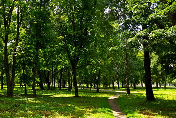 trees in the park