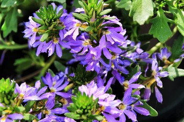 Fototapeta premium Scaevola Aemula flowers in the garden