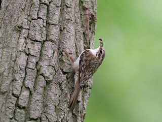Treecreeper, Certhia familiaris