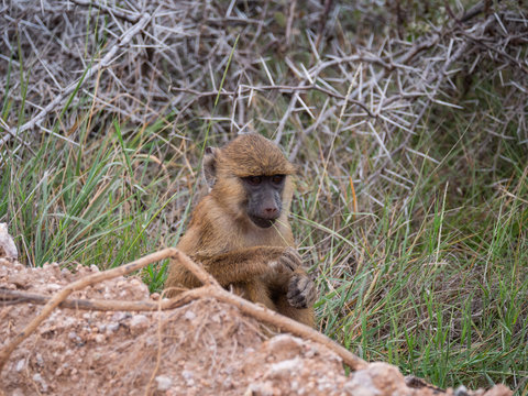 Baby Baboon foraging in Amboseli National Park, Kenya