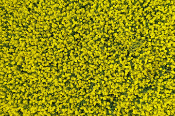 Aerial top down view on yellow field of blooming rapeseed with good for textures