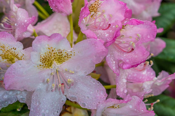pink flowers in the garden