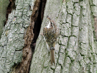 Treecreeper, Certhia familiaris