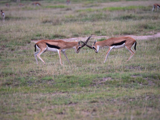 Grant Gazelle fighting in Amboseli National Park, Kenya