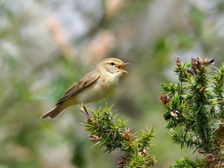 Willow warbler, Phylloscopus trochilus