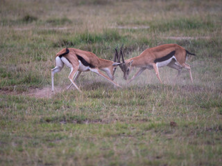 Grant Gazelle fighting in Amboseli National Park, Kenya