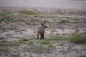 Bat-eared fox in Amboseli National Park, Kenya 