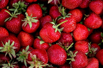 Harvesting fresh strawberries in June. Sweet red strawberry. Strawberry Farm Box with ripe berry. Manual labor in the garden. A bunch of strawberries in hand.