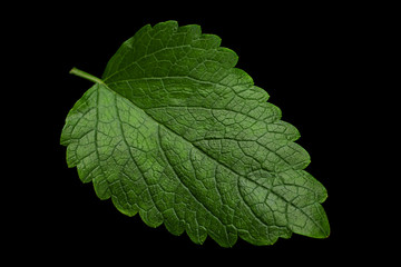 Melissa leaf closeup