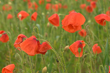 Obraz premium Beautiful red shining poppies after a thunderstorm. Rain drops on the flowers