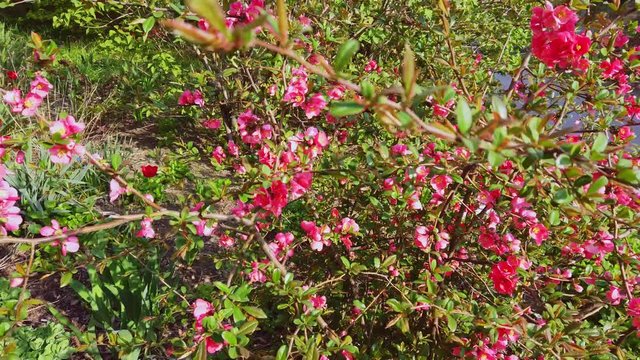 chaenomeles japonica blooming with red flowers
