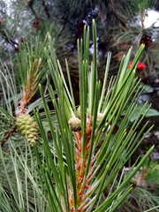 pine cone on tree