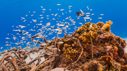 Naklejka na ściany i meble Seascape of coral reef in the Caribbean Sea around Curacao with various corals and fish