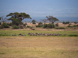 Wildebeest roaming in Amboseli National Park, Kenya