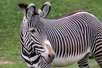 Grevy's zebra (Equus grevyi) grazing on green grass
