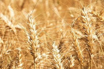 Fototapeta premium closeup of spikes in Wheat field