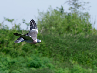 Wood pigeon, Columba palumbus
