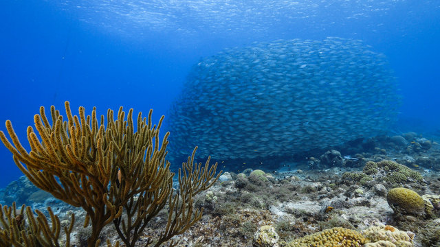 Bait ball in coral reef of Caribbean Sea around Curacao at dive site Playa Piskado