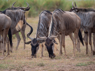Wildebeest roaming in Amboseli National Park, Kenya
