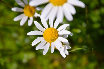 Fototapeta premium white daisy flower with sunlight in the garden