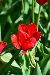field of red tulips