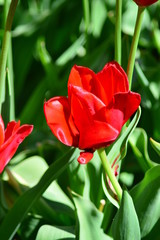 Naklejka premium field of red tulips