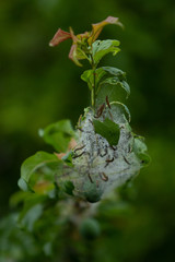 Tree illness with caterpillars eating tree leaves. Worms on green tree leaves. Eaten leaf.