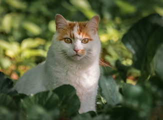 Naklejka na ściany i meble Rotweiße Katze im Garten