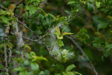 Tree illness with caterpillars eating tree leaves. Worms on green tree leaves. Eaten leaf.