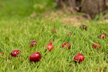 Fresh ripe red sweet cherries scattered on green grass. Sweet cherry fruits in a garden in summertime. Raindrops. Macro. Nature blurred background. Shallow depth of field.
